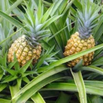 Pernambuco formaliza pedido de Indicação Geográfica para o tradicional abacaxi de Pombos. Pernambuco formaliza pedido de Indicação Geográfica para o tradicional abacaxi de Pombos.
