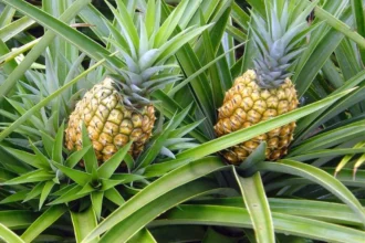 Pernambuco formaliza pedido de Indicação Geográfica para o tradicional abacaxi de Pombos. Pernambuco formaliza pedido de Indicação Geográfica para o tradicional abacaxi de Pombos.