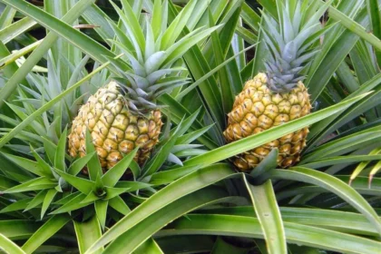 Pernambuco formaliza pedido de Indicação Geográfica para o tradicional abacaxi de Pombos. Pernambuco formaliza pedido de Indicação Geográfica para o tradicional abacaxi de Pombos.