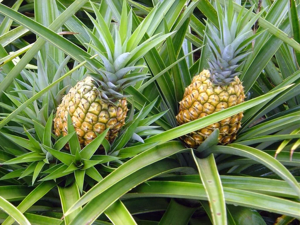Pernambuco formaliza pedido de Indicação Geográfica para o tradicional abacaxi de Pombos. Pernambuco formaliza pedido de Indicação Geográfica para o tradicional abacaxi de Pombos.